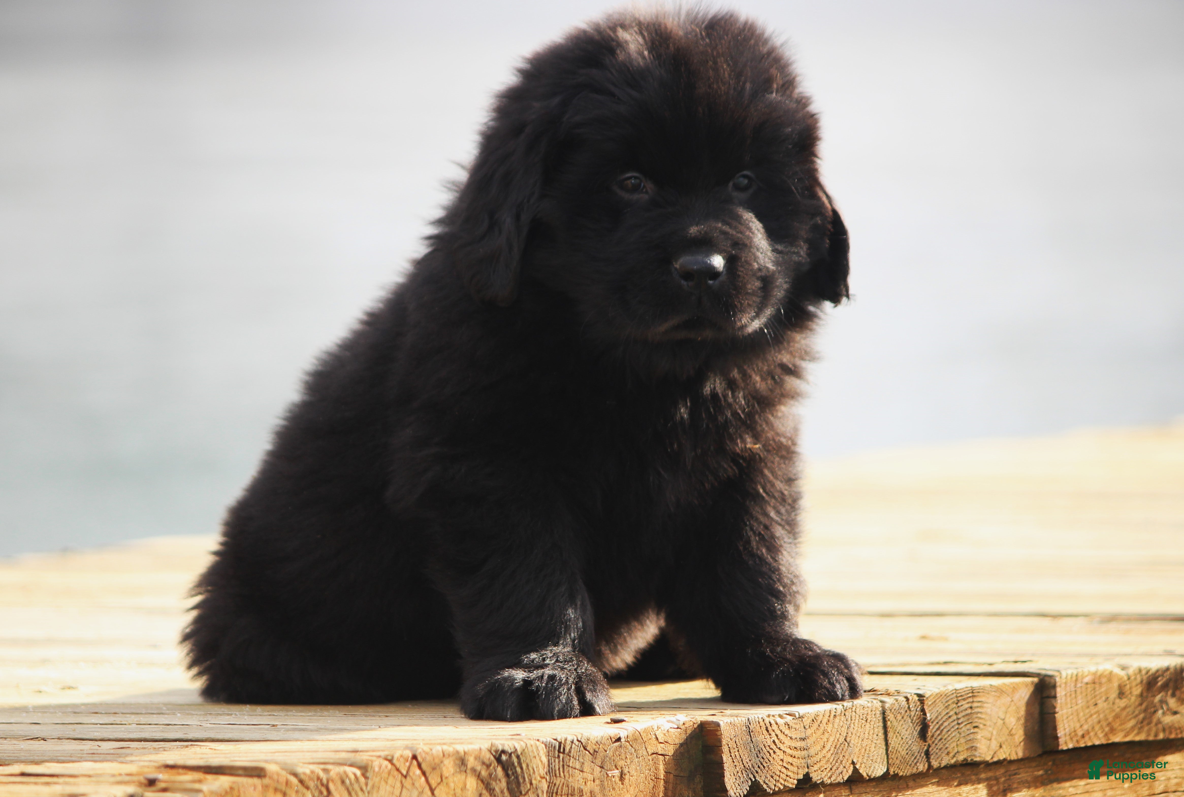 Newfoundland dogs Tuck - Ad 36