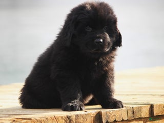 Newfoundland dogs Tuck - Ad 36