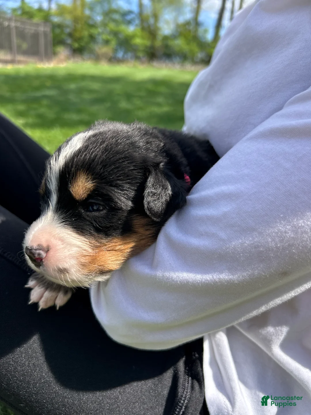 Bernese Mountain Dog dogs for sale: Bernese Mountain Dog Puppy 4 - Ad 2