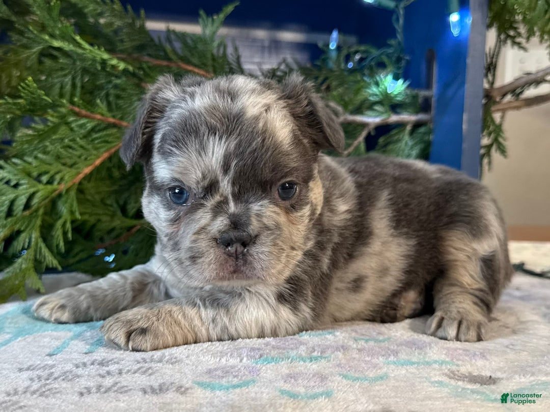 French Bulldog dogs for sale: Delilah - Ad 2