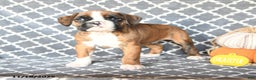 Boxer dogs for sale: Thomas - Ad 1