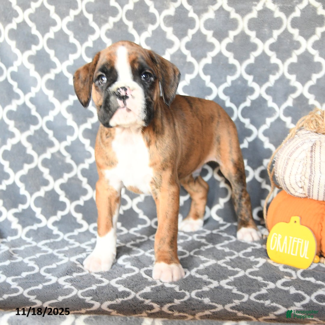 Boxer dogs for sale: Thomas - Ad 1