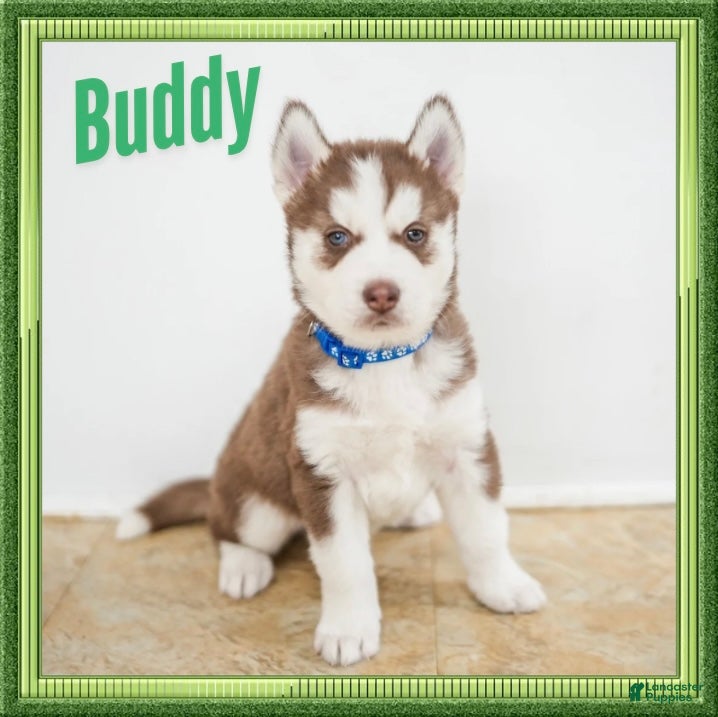 Siberian Husky dogs Buddy - Ad 1
