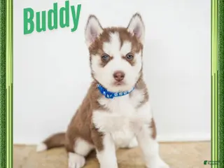Siberian Husky dogs for sale: Buddy - Ad 1