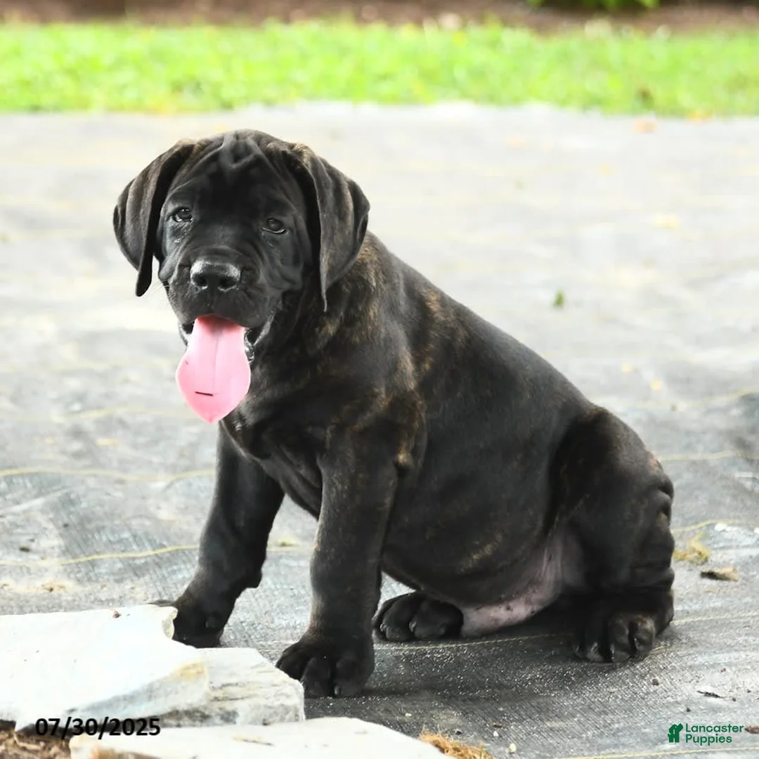 Cane Corso dogs for sale: Rockford - Ad 23