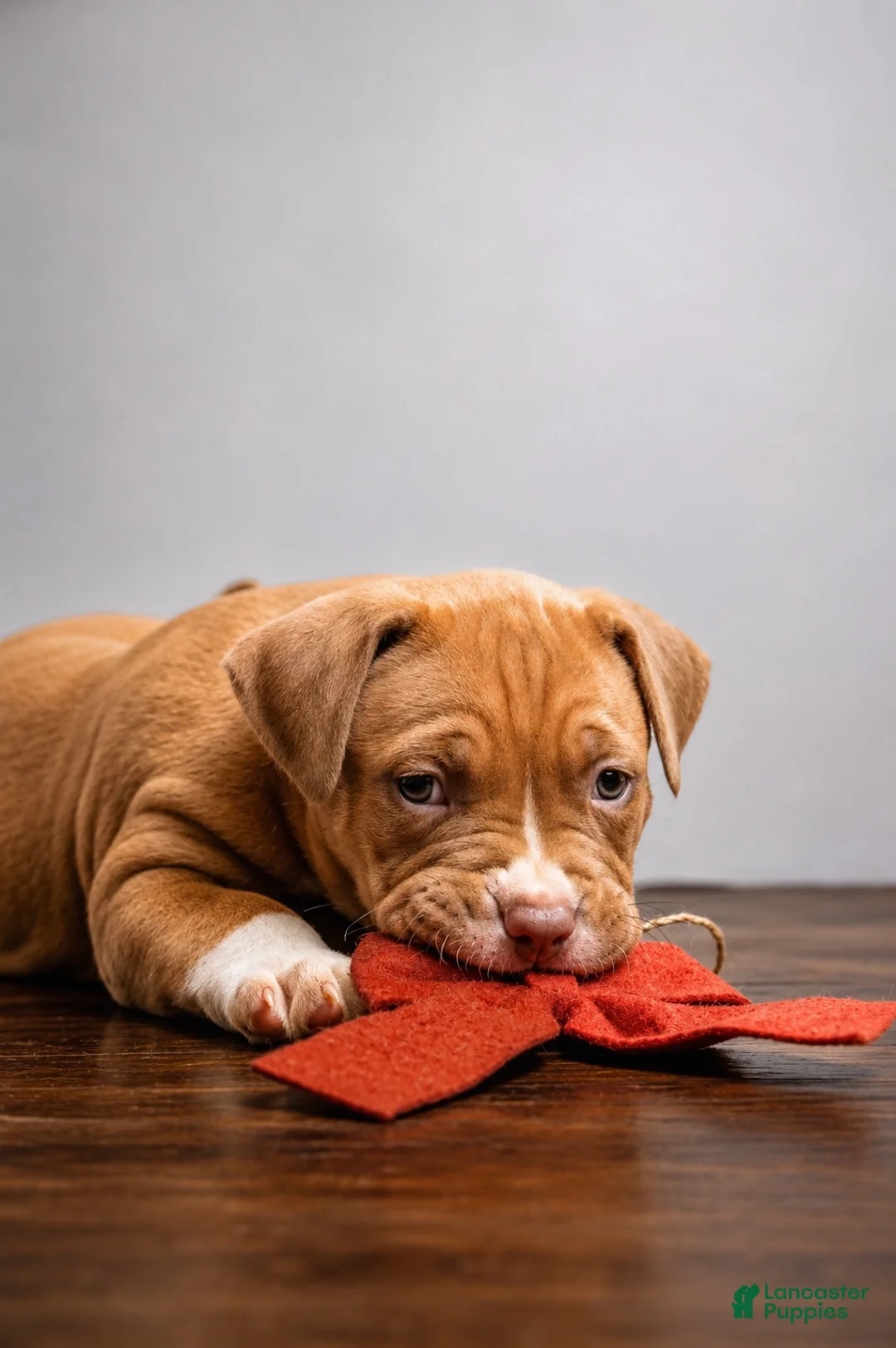 American Bully dogs for sale: American Bully 2 - Ad 4