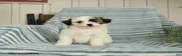 Shihpoo dogs for sale: Sugar - Ad 1