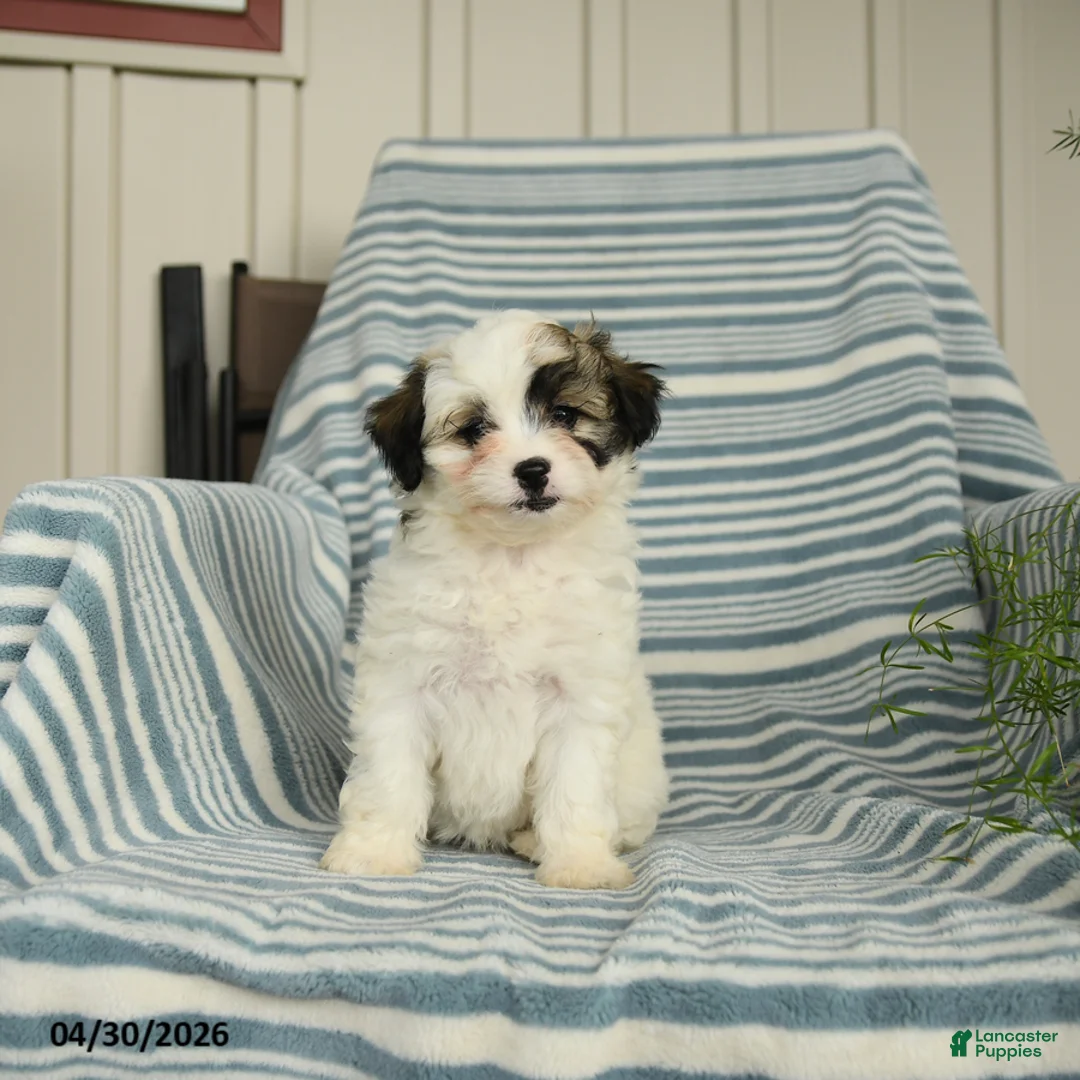 Shihpoo dogs for sale: Sugar - Ad 1