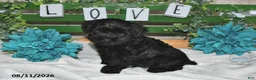 Yorkiepoo dogs for sale: Ike - Ad 4