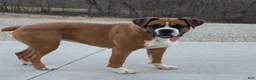 Boxer dogs for sale: Remi - Ad 10