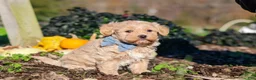 Maltipoo dogs for sale: Enzo - Ad 5