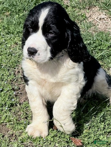 English Springer Spaniel dogs Bear - Ad 1