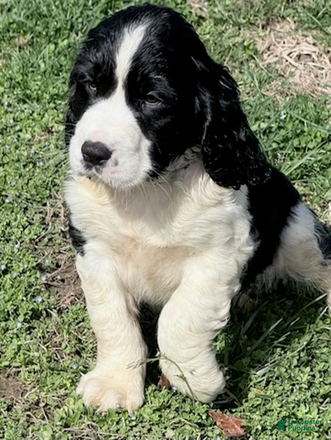 English Springer Spaniel dogs for sale: Bear - Ad 1