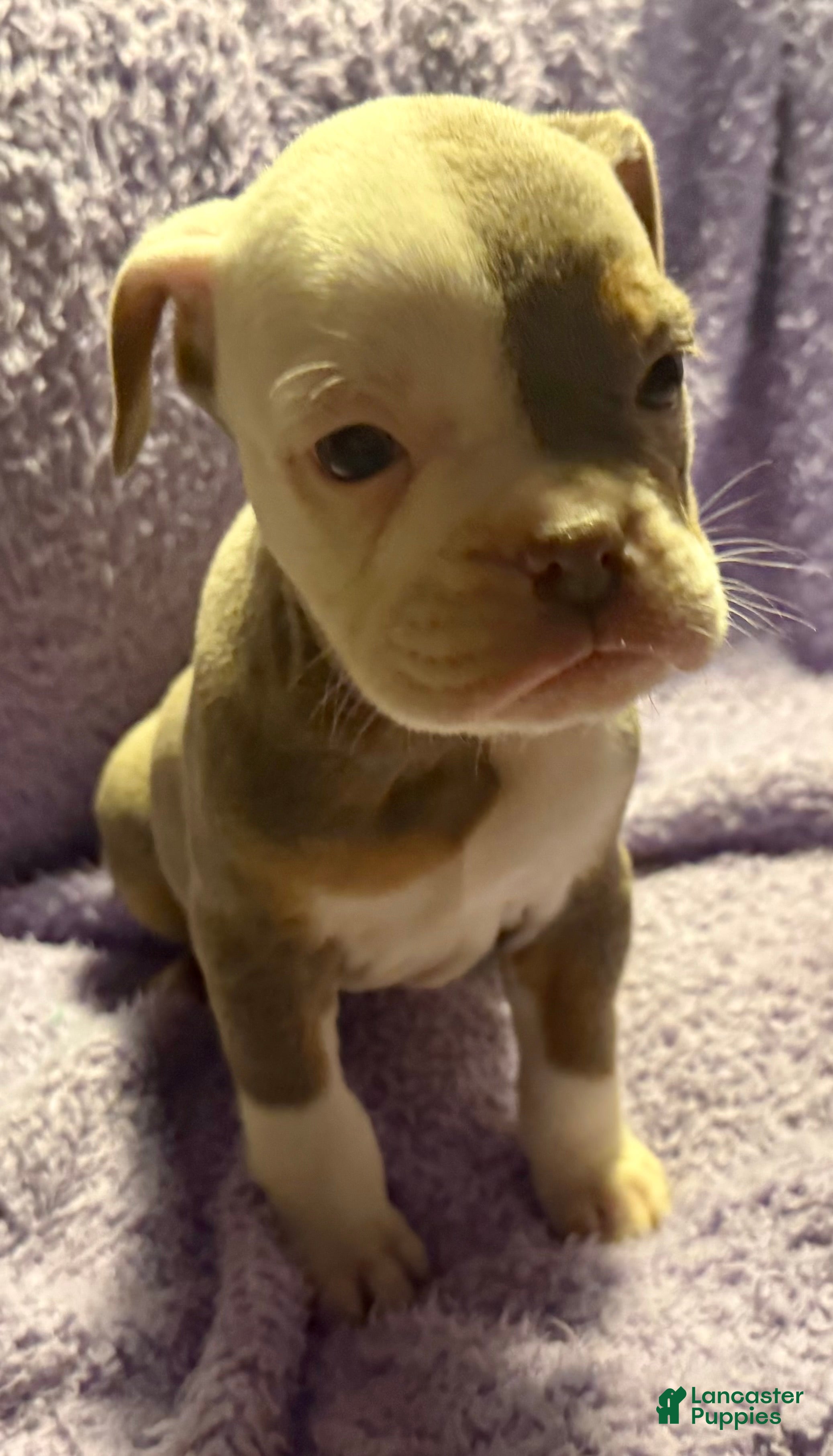 Olde English Bulldogge dogs Tri Lilac  - Ad 1