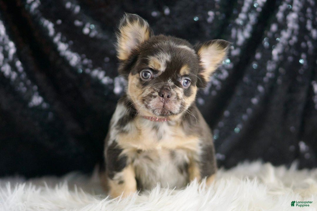 American Bulldog Akc Foundation Stock Service Truffle For Sale In