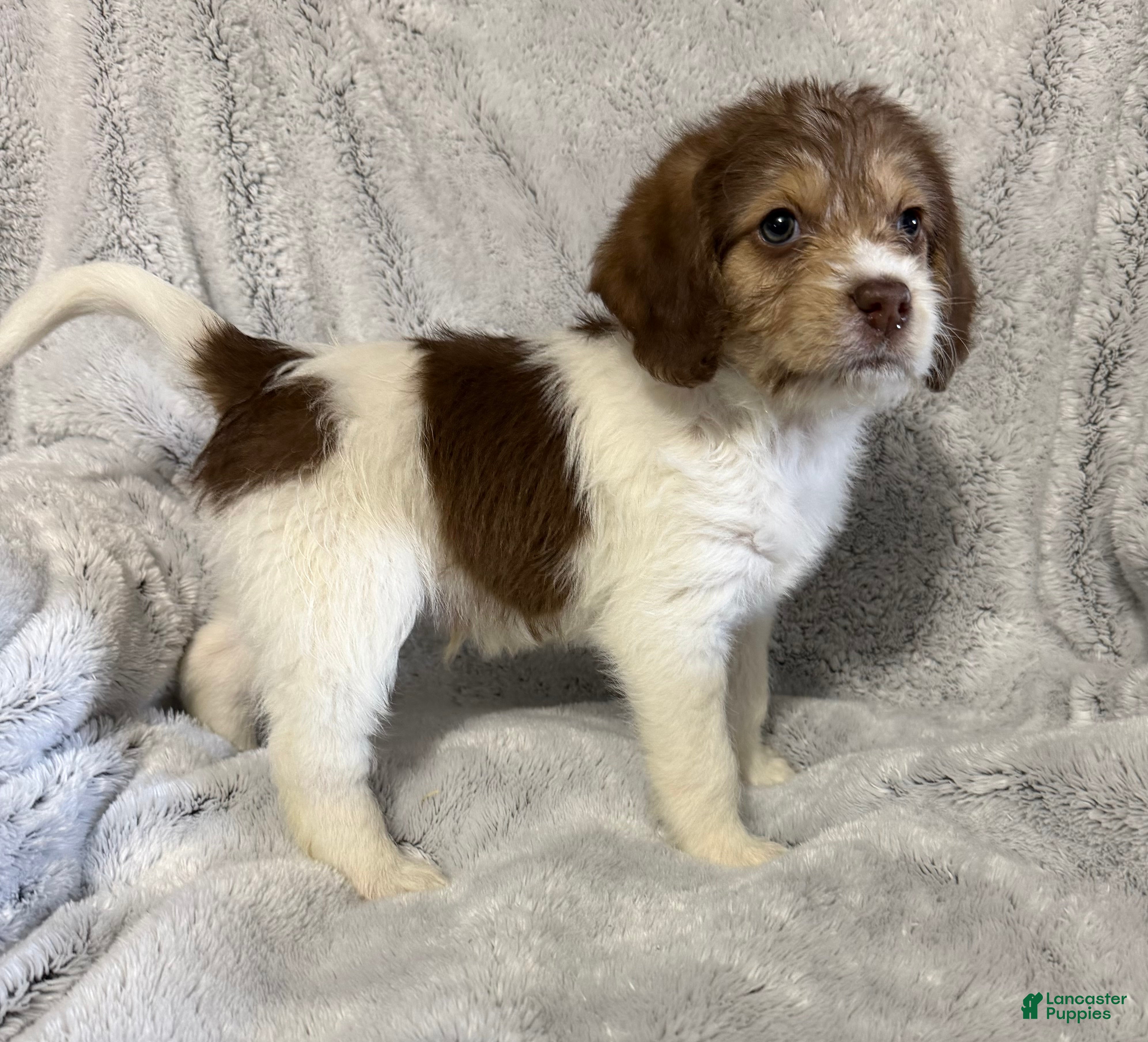 Mixed Breed dogs Asher - Ad 2