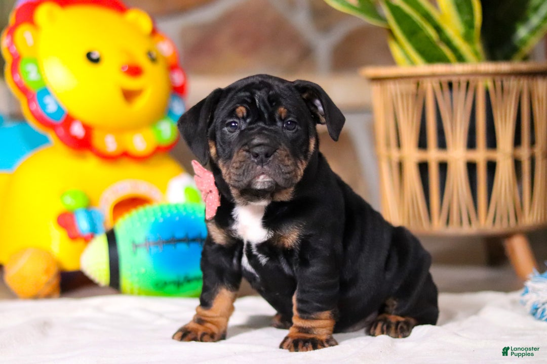 Mixed Breed dogs for sale: Sally - Ad 5