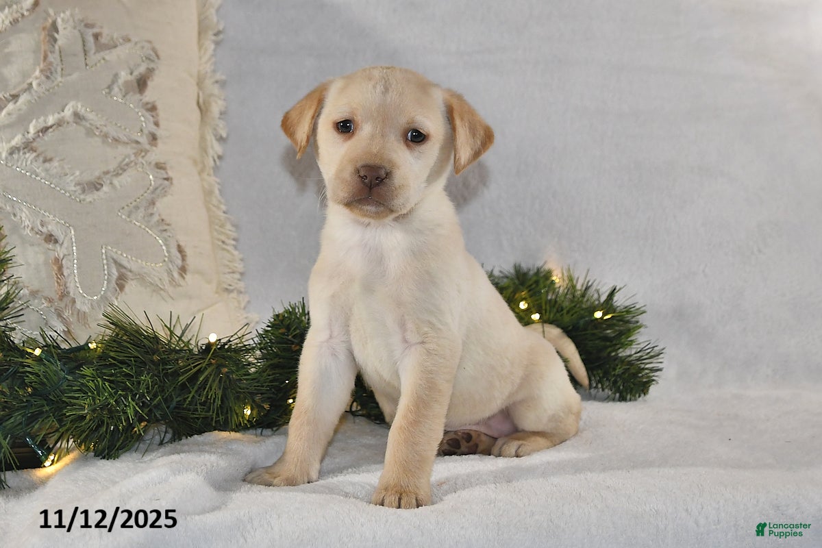 Labrador Retriever dogs Raine - Ad 34