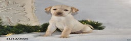 Labrador Retriever dogs for sale: Raine - Ad 1
