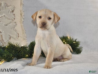 Labrador Retriever dogs Raine - Ad 38