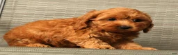 Cockapoo dogs for sale: Angel - Ad 8