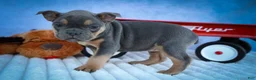 Frenchton dogs for sale: Peaches 🍑 — A Charming F2 Frenchton Puppy! - Ad 10