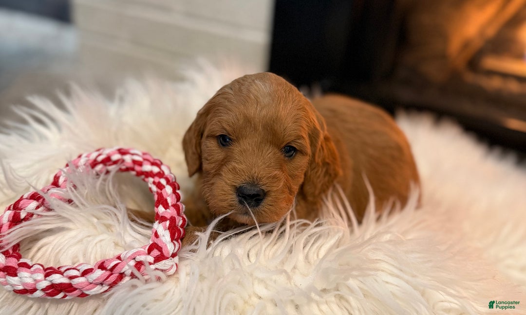 Mini Goldendoodle dogs for sale: Mocha - Ad 2
