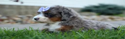 Mini Bernedoodle dogs for sale: 🐾 Paisley 🐾 - Ad 6