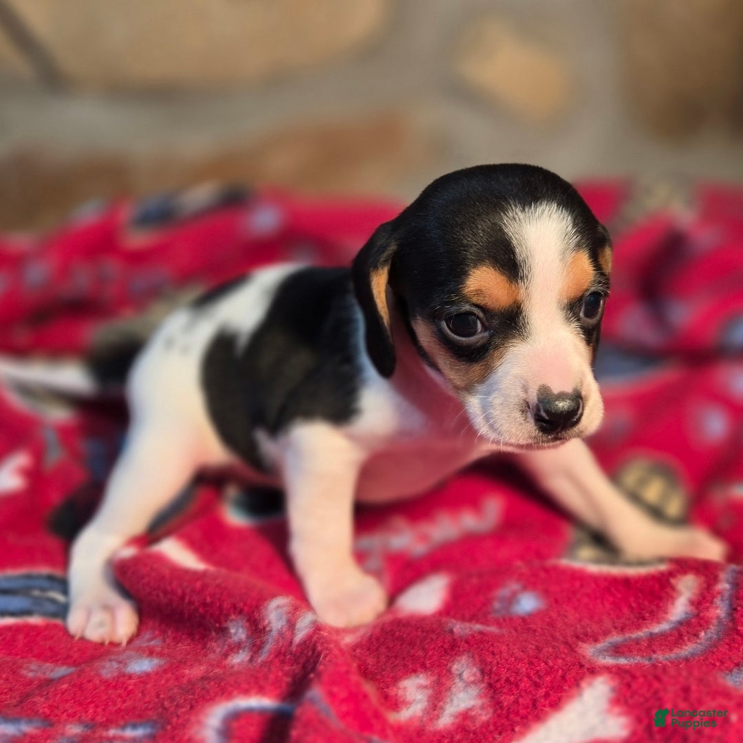 Beagle dogs for sale: Basil Queen Elizabeth Pocket Beagle - Ad 6