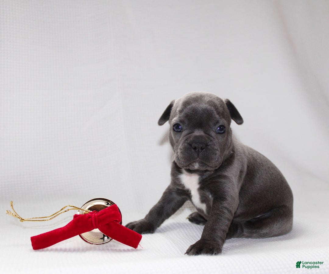 Frenchton dogs for sale: Paisley - Ad 2