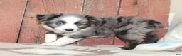 Miniature Australian Shepherd dogs for sale: Miniature Australian Shepherd 5 - Ad 1
