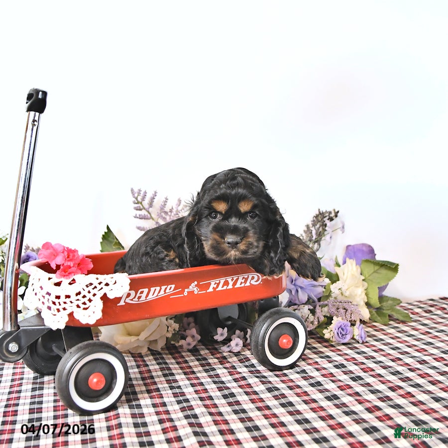 English Cocker Spaniel dogs Cassandra - Ad 2