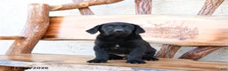 Labrador Retriever dogs for sale: Zane - Ad 3