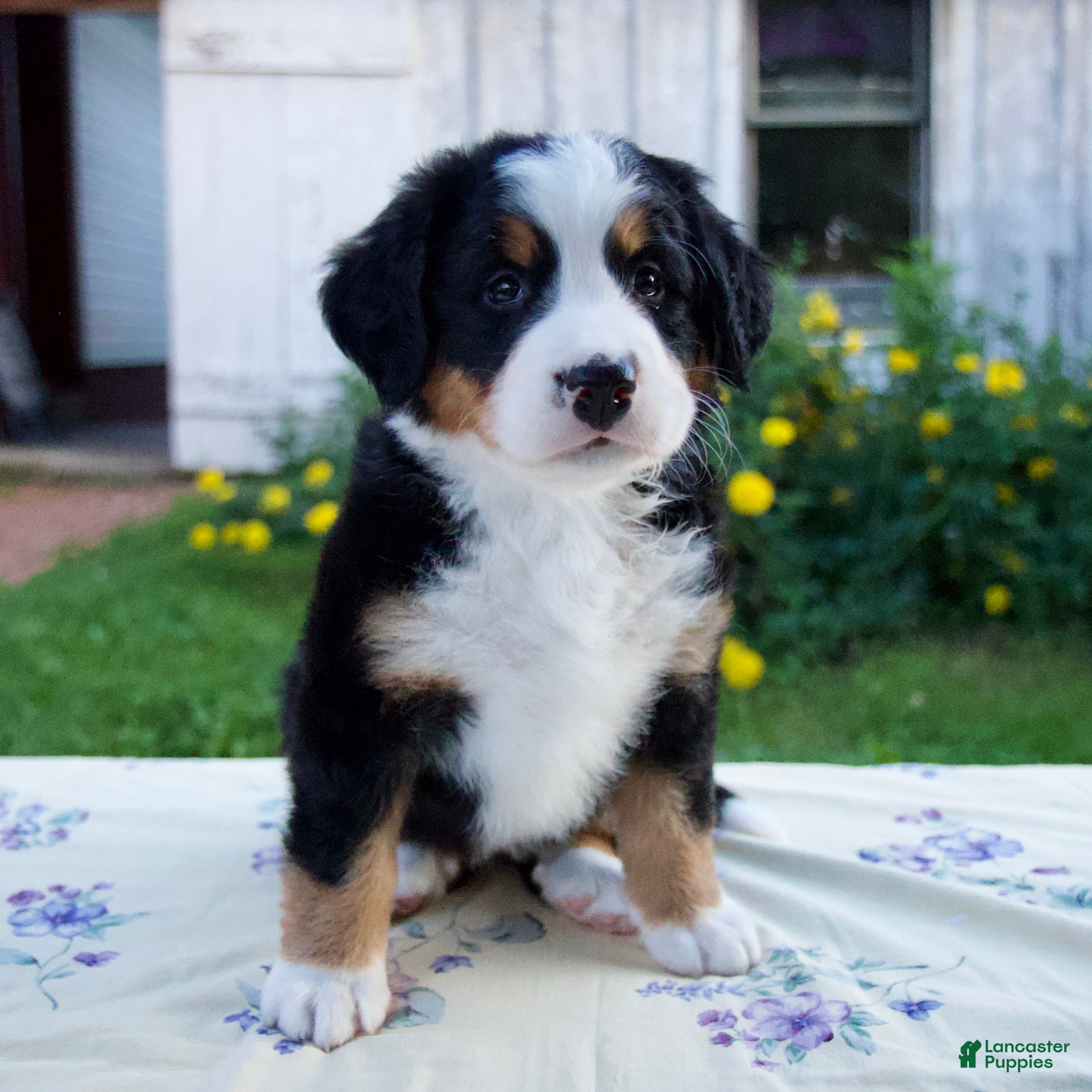 Bernese Mountain Dog dogs Sandra - Ad 1