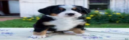 Bernese Mountain Dog dogs for sale: Sandra - Ad 1