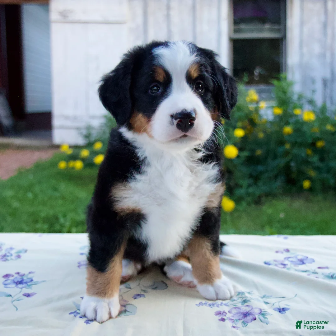 Bernese Mountain Dog dogs for sale: Sandra - Ad 1