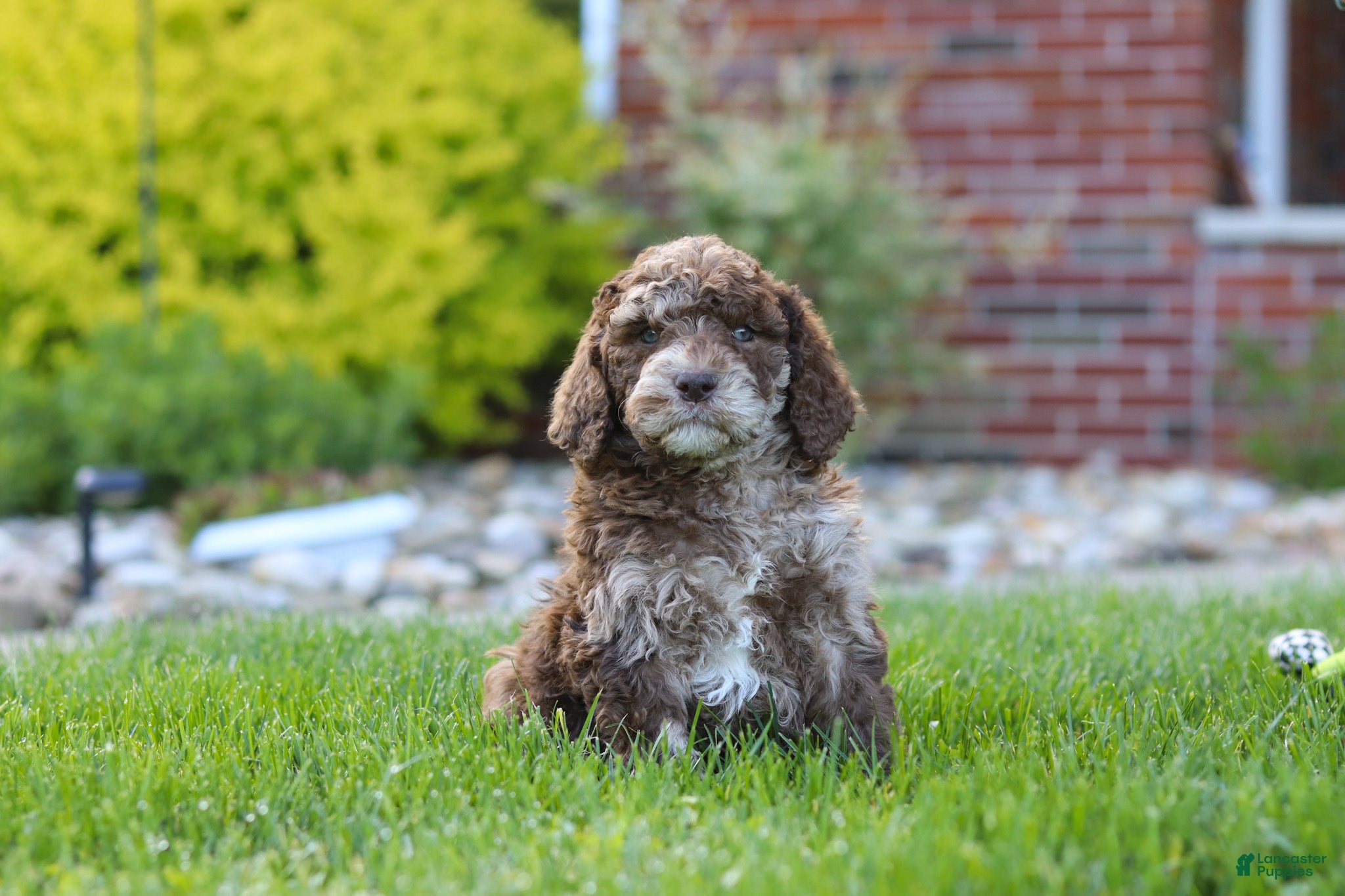 Newfypoo dogs Trixie - Ad 2