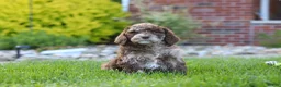 Newfypoo dogs for sale: Trixie - Ad 2