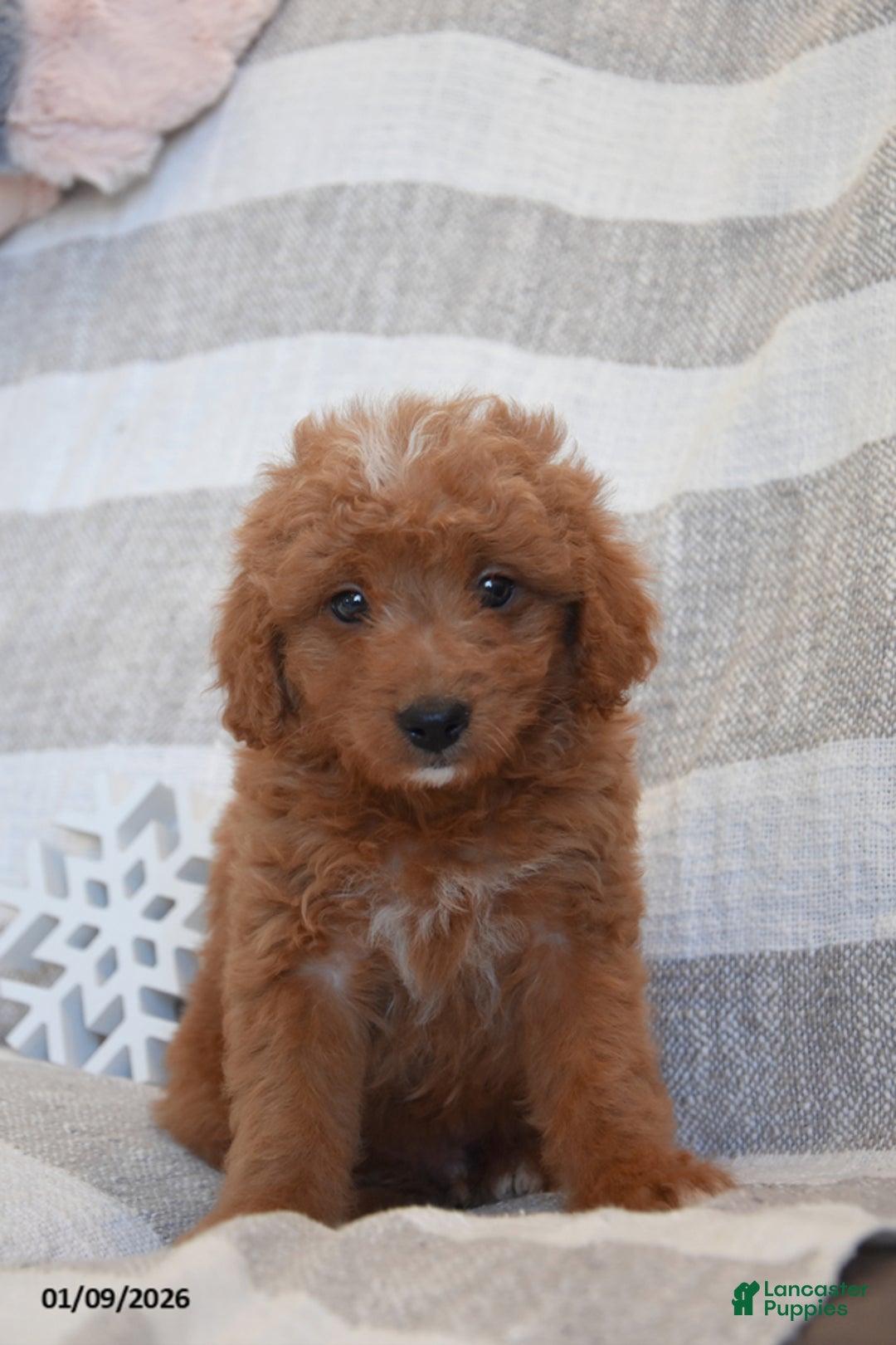 Mini Goldendoodle dogs for sale: Dreamer - Ad 1
