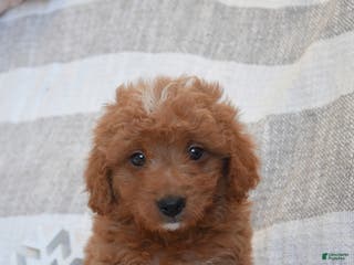 Mini Goldendoodle dogs Dreamer - Ad 34