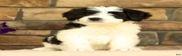 Saint Berdoodles dogs for sale: Princess - Ad 3