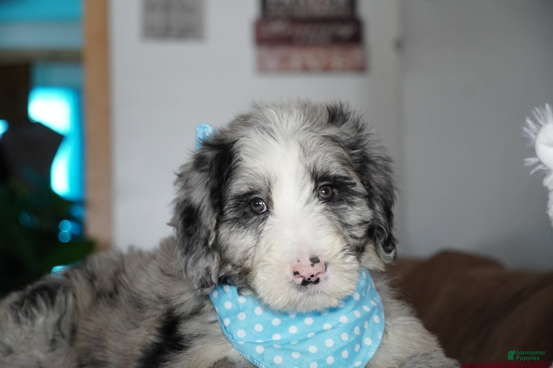 Sheepadoodle dogs for sale: Blaze - Ad 7