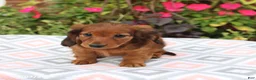 Miniature Dachshund dogs for sale: Dora - Ad 5