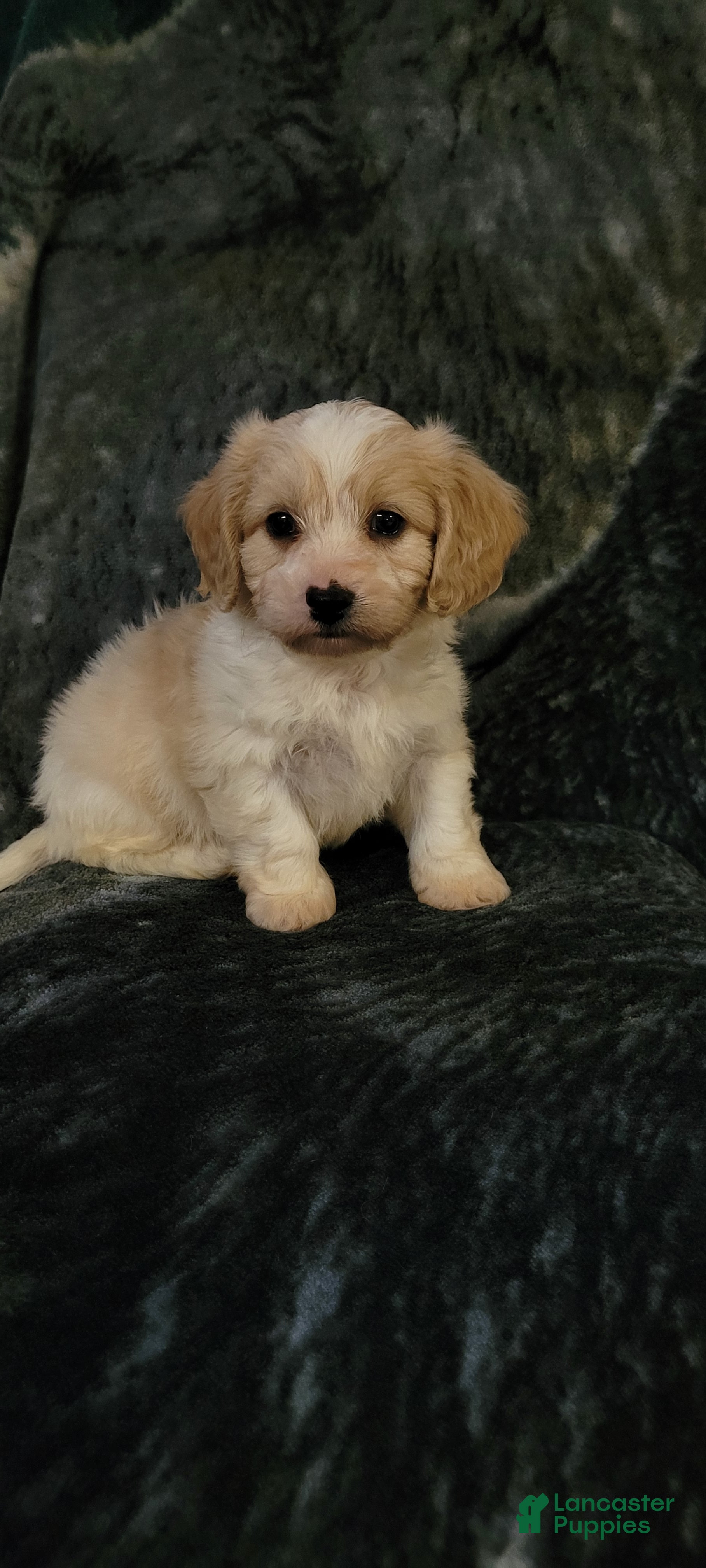 Cavachon dogs Teddy  - Ad 25