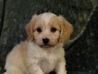 Cavachon dogs Teddy - Ad 26