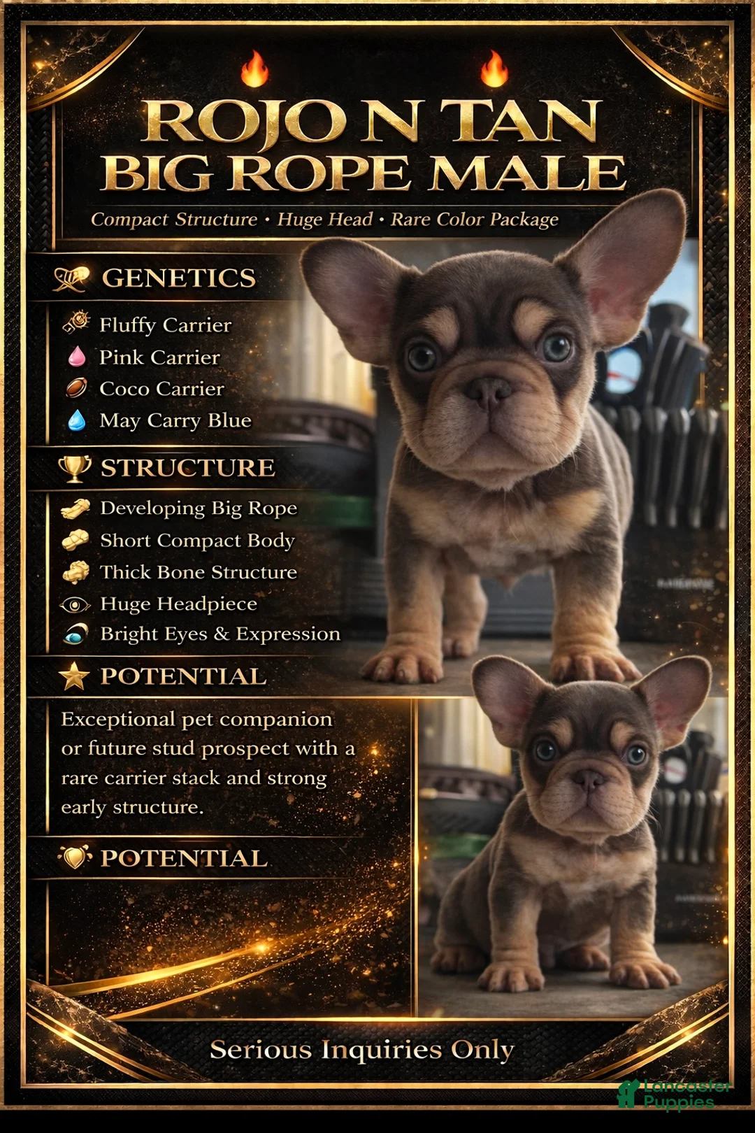 French Bulldog dogs for sale: Rojo N Tan with Pink - Ad 1