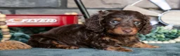 Miniature Dachshund dogs for sale: Juliana - Ad 3