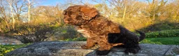 Portuguese Water Dog dogs for sale: Forrest - Ad 6