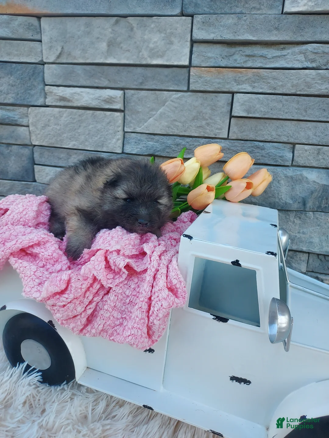 Keeshond dogs for sale: Austin - Ad 5