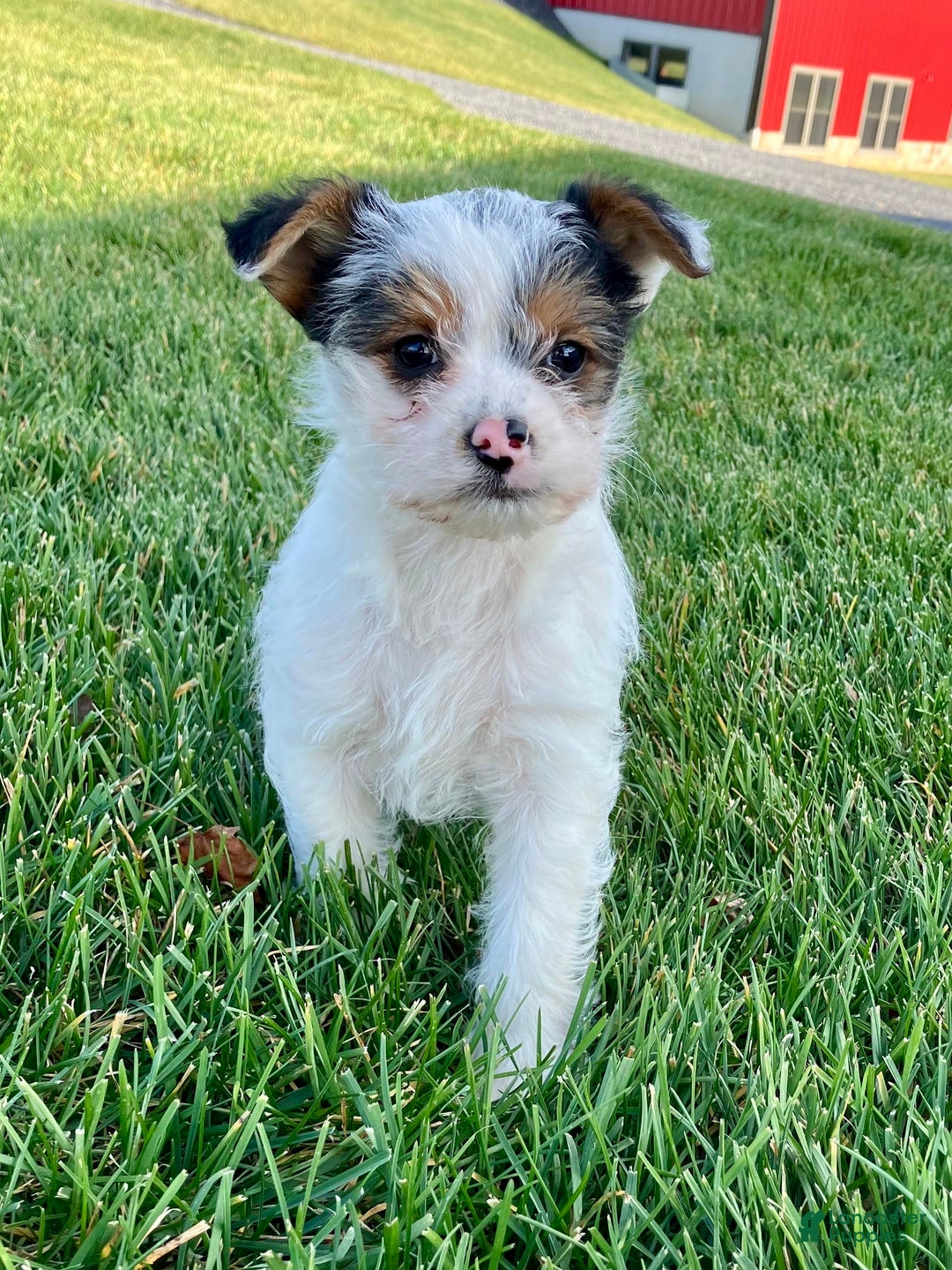 Yorkshire Terrier dogs for sale: Ava - Ad 5